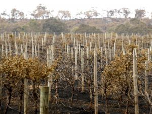 Australian wildfires